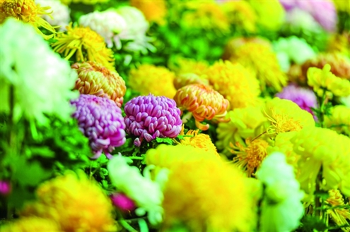 花儿绽放,绘就美丽画卷